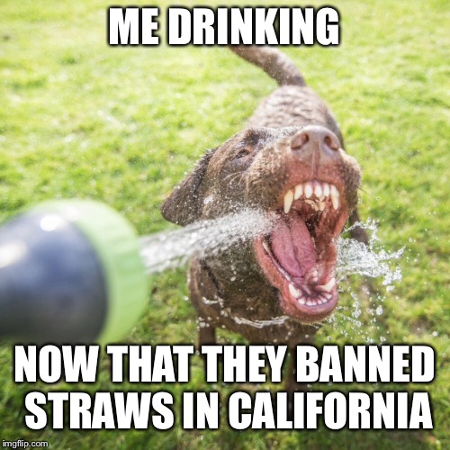 Next thing you know they’re banning hoses :( |  ME DRINKING; NOW THAT THEY BANNED STRAWS IN CALIFORNIA | image tagged in california,straws,hose,memes,dog,fail | made w/ Imgflip meme maker