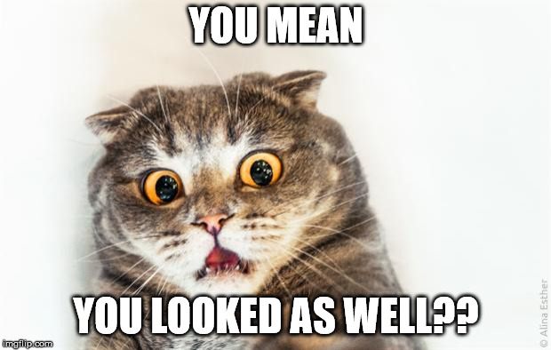 horrified cat | YOU MEAN YOU LOOKED AS WELL?? | image tagged in horrified cat | made w/ Imgflip meme maker
