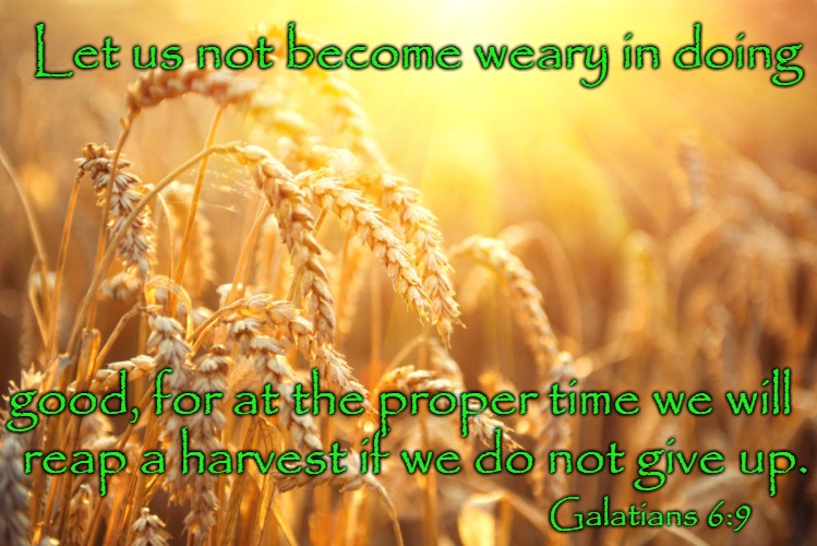 Galatians 6:9 Do Not Become Weary In Doing Good | Let us not become weary in doing; good, for at the proper time we will; reap a harvest if we do not give up. Galatians 6:9 | image tagged in bible,bible vers,scripture,verse,holy spirit,holy bible | made w/ Imgflip meme maker