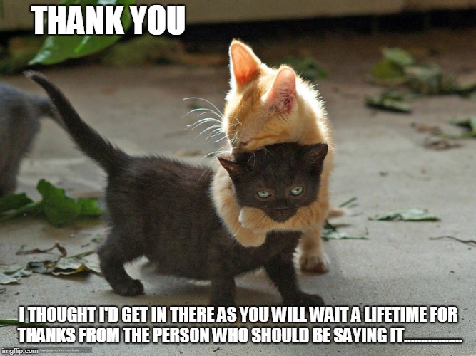 kitty hug | THANK YOU; I THOUGHT I'D GET IN THERE AS YOU WILL WAIT A LIFETIME FOR THANKS FROM THE PERSON WHO SHOULD BE SAYING IT................. | image tagged in he never will | made w/ Imgflip meme maker