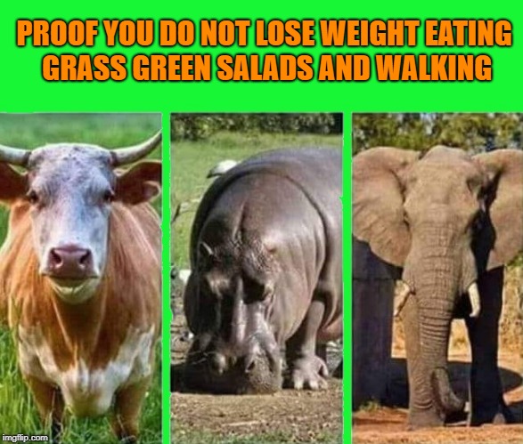 losing weight  | PROOF YOU DO NOT LOSE WEIGHT EATING GRASS GREEN SALADS AND WALKING | image tagged in cow,hippo,elephant,salad | made w/ Imgflip meme maker