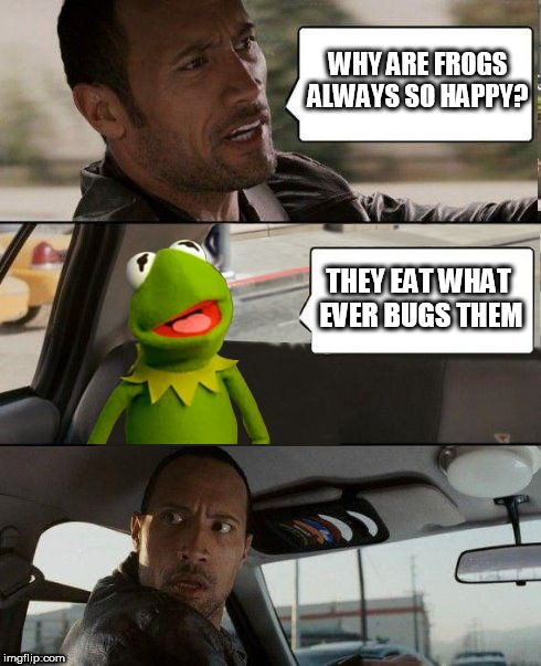 Kermit rocks | WHY ARE FROGS ALWAYS SO HAPPY? THEY EAT WHAT EVER BUGS THEM | image tagged in kermit rocks | made w/ Imgflip meme maker