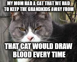 mean cat hmmm | MY MOM HAD A CAT THAT WE HAD TO KEEP THE GRANDKIDS AWAY FROM THAT CAT WOULD DRAW BLOOD EVERY TIME | image tagged in mean cat hmmm | made w/ Imgflip meme maker