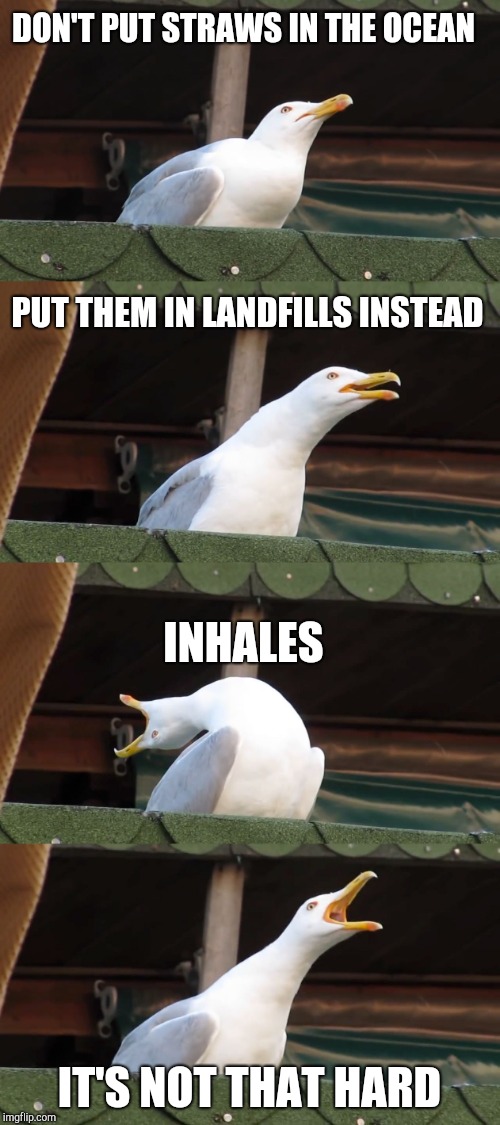 inhaling seagull | PUT THEM IN LANDFILLS INSTEAD IT'S NOT THAT HARD DON'T PUT STRAWS IN THE OCEAN INHALES | image tagged in inhaling seagull | made w/ Imgflip meme maker
