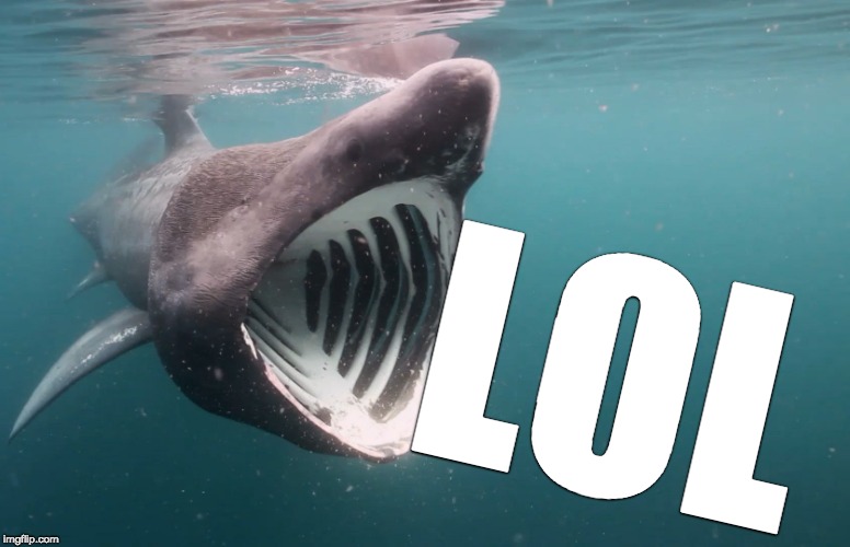 LOL shark | LOL | image tagged in shark,lol,basking | made w/ Imgflip meme maker