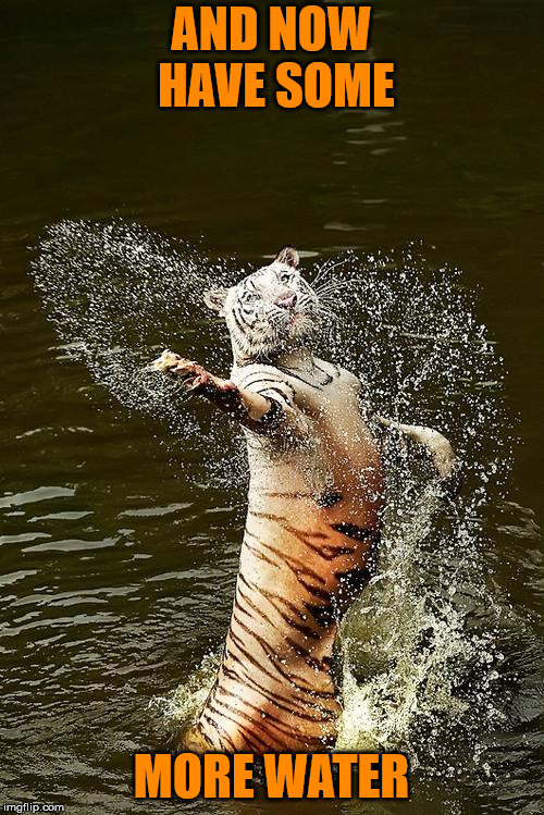 Fabulous Tiger | AND NOW HAVE SOME MORE WATER | image tagged in fabulous tiger | made w/ Imgflip meme maker