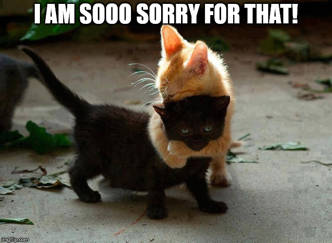 kitten hug | I AM SOOO SORRY FOR THAT! | image tagged in kitten hug | made w/ Imgflip meme maker