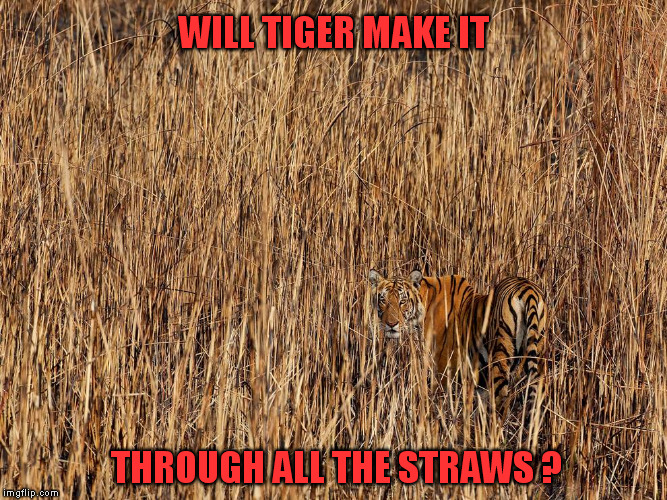 Tiger Week Jul 29 - Aug 5, a Tough Time for Tigers on Imgflip | WILL TIGER MAKE IT; THROUGH ALL THE STRAWS ? | image tagged in memes,funny,tiger week,tiger week 2018,straws | made w/ Imgflip meme maker