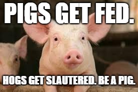 pig | PIGS GET FED. HOGS GET SLAUTERED.
BE A PIG. | image tagged in pig | made w/ Imgflip meme maker