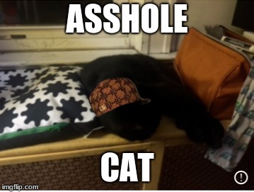 Asshole Cat | ASSHOLE; CAT | image tagged in memes | made w/ Imgflip meme maker