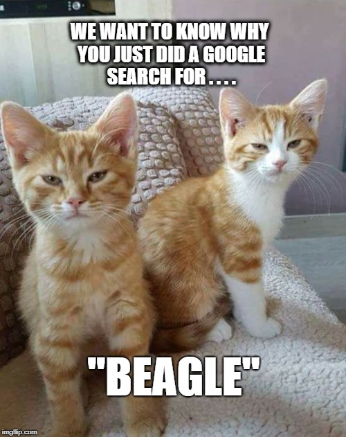 Why did you search "Beagle"? | WE WANT TO KNOW WHY YOU JUST DID A GOOGLE SEARCH FOR . . . . "BEAGLE" | image tagged in kittens,cats,animals | made w/ Imgflip meme maker