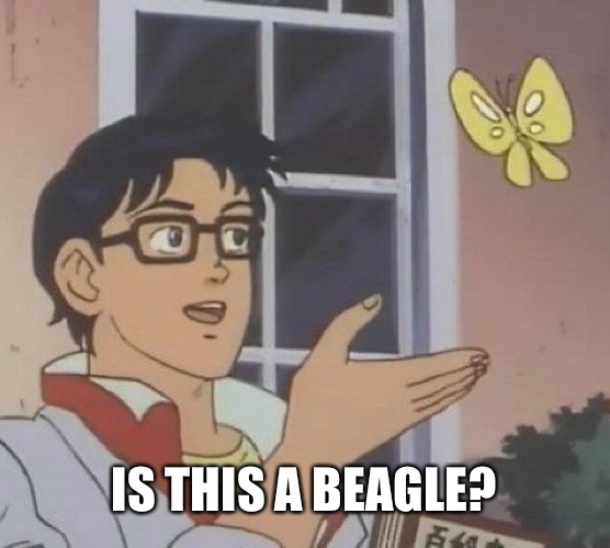 Is This A Pigeon Meme | IS THIS A BEAGLE? | image tagged in memes,is this a pigeon | made w/ Imgflip meme maker