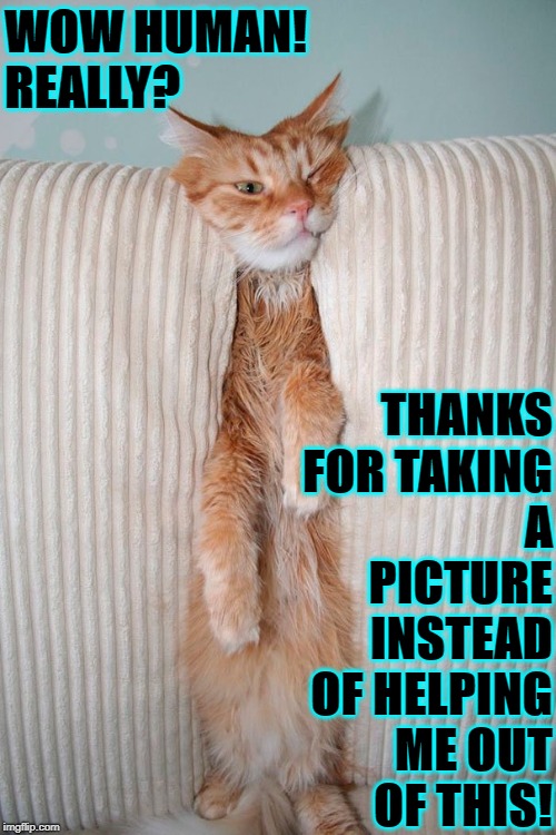 WOW THANKS | WOW HUMAN! REALLY? THANKS FOR TAKING A PICTURE INSTEAD OF HELPING ME OUT OF THIS! | image tagged in wow thanks | made w/ Imgflip meme maker