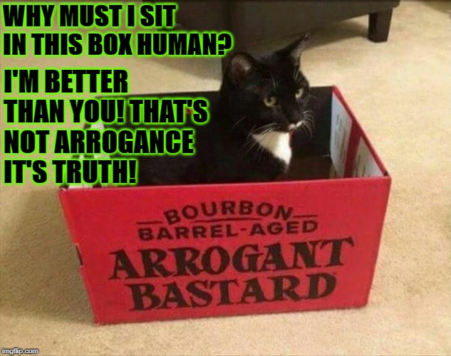 WHY MUST I SIT IN THIS BOX HUMAN? I'M BETTER THAN YOU! THAT'S NOT ARROGANCE IT'S TRUTH! | image tagged in i'm better | made w/ Imgflip meme maker