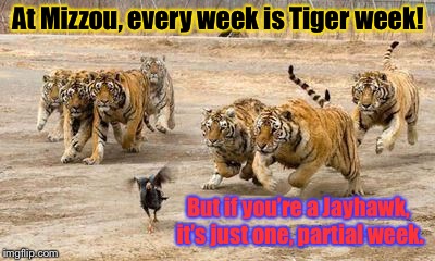 Tiger Week!  | At Mizzou, every week is Tiger week! But if you’re a Jayhawk, it’s just one, partial week. | image tagged in tiger week,mizzou,ku jayhawks,funny memes,drsarcasm | made w/ Imgflip meme maker