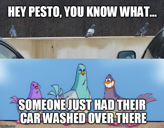 Pigeon Planning |  HEY PESTO, YOU KNOW WHAT... SOMEONE JUST HAD THEIR CAR WASHED OVER THERE | image tagged in car,pigeon,wash,bird,animaniacs,goodfeathers | made w/ Imgflip meme maker