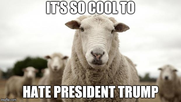 Sheep | IT'S SO COOL TO HATE PRESIDENT TRUMP | image tagged in sheep | made w/ Imgflip meme maker