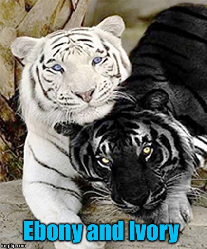 Tigers Week!  | Ebony and Ivory | image tagged in tiger week 2018,paul mccartney,ebony and ivory,love,two tigers | made w/ Imgflip meme maker