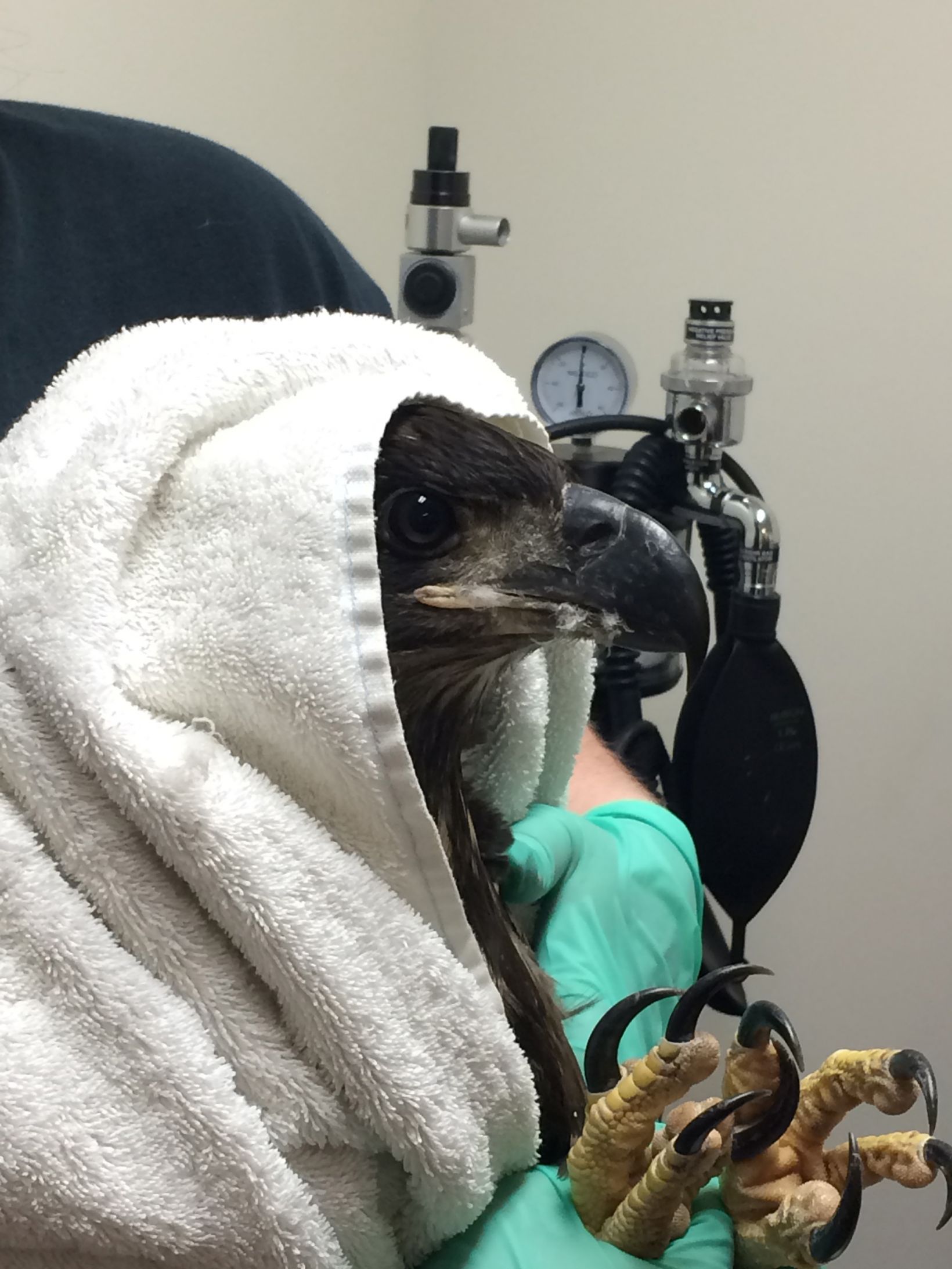 High Quality Valor Blank Meme Template