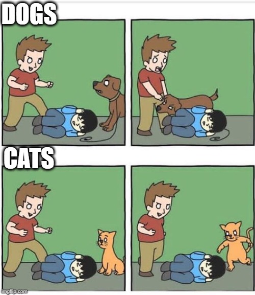 Dogs; Cats. | DOGS; CATS | image tagged in dogs,cats | made w/ Imgflip meme maker