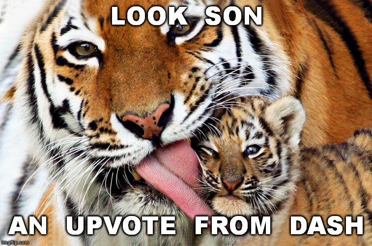 LOOK  SON AN  UPVOTE  FROM  DASH | made w/ Imgflip meme maker