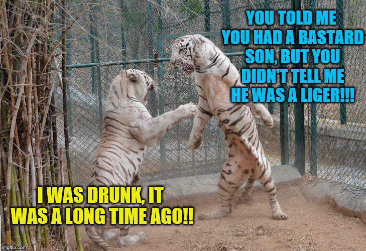 White Tiger | YOU TOLD ME YOU HAD A BASTARD SON, BUT YOU DIDN'T TELL ME HE WAS A LIGER!!! I WAS DRUNK, IT WAS A LONG TIME AGO!! | image tagged in white tiger,tiger week | made w/ Imgflip meme maker