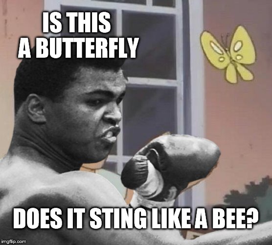 IS THIS A BUTTERFLY DOES IT STING LIKE A BEE? | made w/ Imgflip meme maker