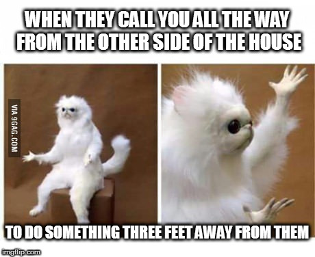 strange wtf cat | WHEN THEY CALL YOU ALL THE WAY FROM THE OTHER SIDE OF THE HOUSE; TO DO SOMETHING THREE FEET AWAY FROM THEM | image tagged in strange wtf cat | made w/ Imgflip meme maker