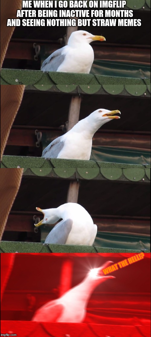I only just found out why there are straw memes | ME WHEN I GO BACK ON IMGFLIP AFTER BEING INACTIVE FOR MONTHS AND SEEING NOTHING BUT STRAW MEMES; WHAT THE HELL!? | image tagged in memes,inhaling seagull,plastic straws,funny | made w/ Imgflip meme maker