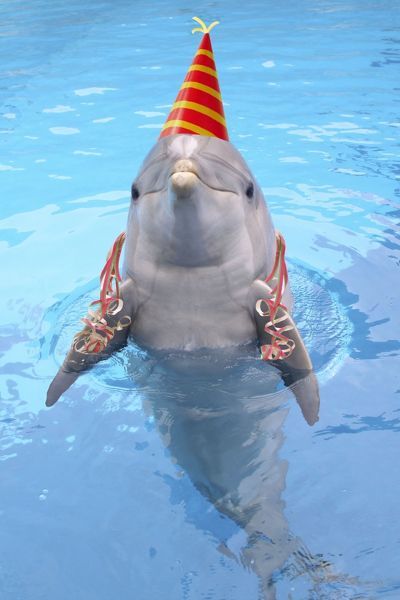 High Quality Party Dolphin Blank Meme Template