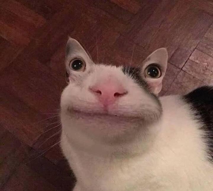 cats eyes ears Blank Meme Template