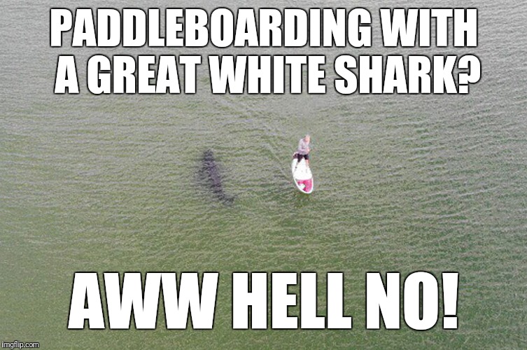 Aww HELL no! | PADDLEBOARDING WITH A GREAT WHITE SHARK? AWW HELL NO! | image tagged in memes,paddleboard,shark | made w/ Imgflip meme maker