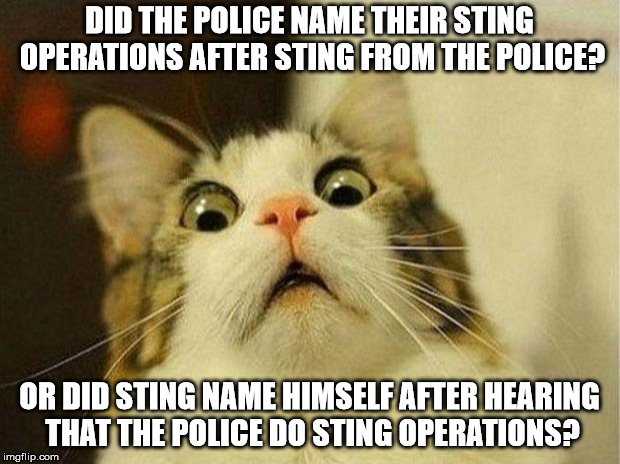 Scared Cat Meme | DID THE POLICE NAME THEIR STING OPERATIONS AFTER STING FROM THE POLICE? OR DID STING NAME HIMSELF AFTER HEARING THAT THE POLICE DO STING OPERATIONS? | image tagged in memes,scared cat | made w/ Imgflip meme maker