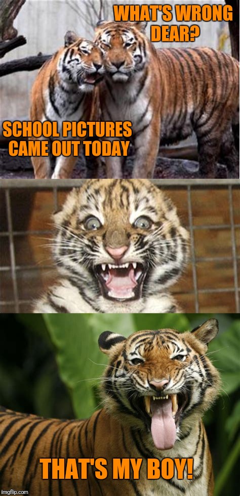 Tiger Meme Week. July 29th to Aug. 5th.  | WHAT'S WRONG DEAR? SCHOOL PICTURES CAME OUT TODAY; THAT'S MY BOY! | image tagged in memes,tiger week 2018 | made w/ Imgflip meme maker