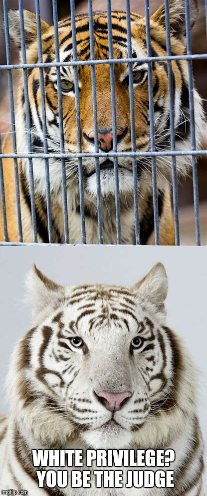 Tiger Week!  Aug 29th to Aug 5th.  | WHITE PRIVILEGE? YOU BE THE JUDGE | image tagged in memes,tiger week 2018 | made w/ Imgflip meme maker