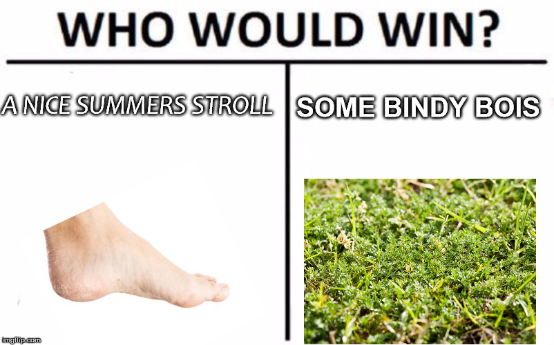 Who Would Win? Meme | A NICE SUMMERS STROLL; SOME BINDY BOIS | image tagged in memes,who would win,australia,summer | made w/ Imgflip meme maker