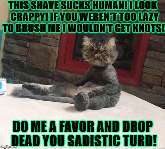 THIS SHAVE SUCKS HUMAN! I LOOK  CRAPPY! IF YOU WEREN'T TOO LAZY TO BRUSH ME I WOULDN'T GET KNOTS! DO ME A FAVOR AND DROP DEAD YOU SADISTIC TURD! | image tagged in pissed persian | made w/ Imgflip meme maker