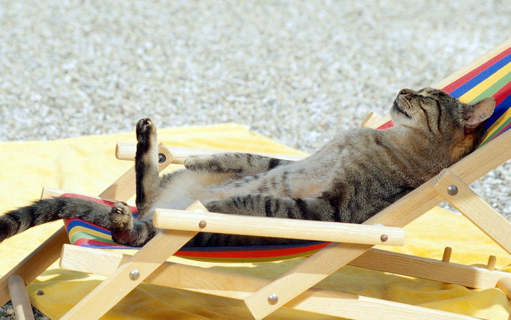 High Quality Vacation Cat Blank Meme Template