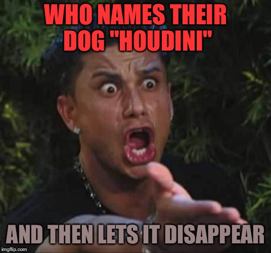 Good dog, but drives owners nuts. | WHO NAMES THEIR DOG "HOUDINI"; AND THEN LETS IT DISAPPEAR | image tagged in jersey shore,houdini,dog,memes,funny | made w/ Imgflip meme maker