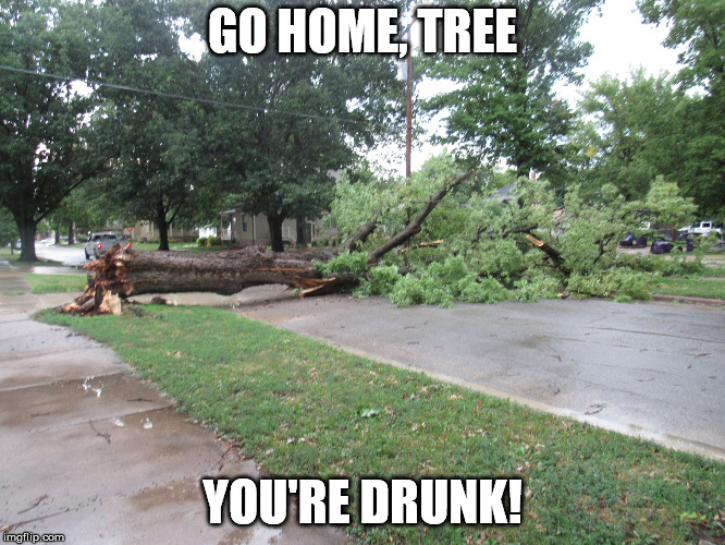Fallen Tree | GO HOME, TREE YOU'RE DRUNK! | image tagged in fallen tree | made w/ Imgflip meme maker