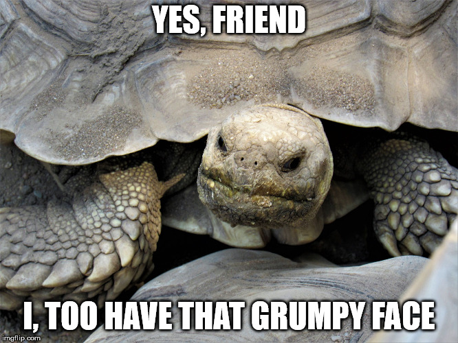 grumpy tortoise | YES, FRIEND I, TOO HAVE THAT GRUMPY FACE | image tagged in grumpy tortoise | made w/ Imgflip meme maker