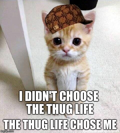 Cute Cat Meme | I DIDN'T CHOOSE THE THUG LIFE; THE THUG LIFE CHOSE ME | image tagged in memes,cute cat,scumbag | made w/ Imgflip meme maker