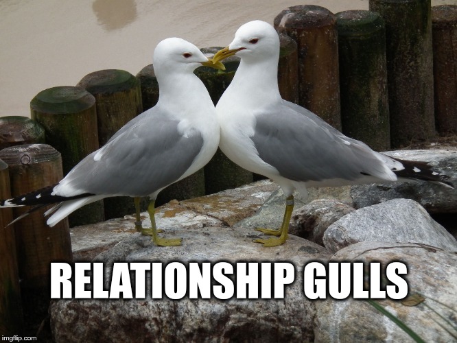 Relationship gulls | RELATIONSHIP GULLS | image tagged in relationship gulls,relationship goals,gulls,seagulls,relationship | made w/ Imgflip meme maker