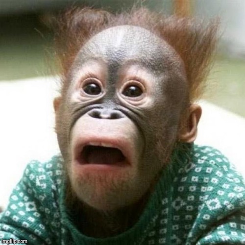 Shocked Monkey | . | image tagged in shocked monkey | made w/ Imgflip meme maker