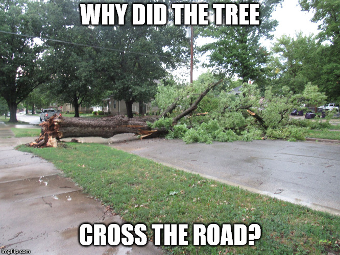 Fallen Tree | WHY DID THE TREE CROSS THE ROAD? | image tagged in fallen tree | made w/ Imgflip meme maker