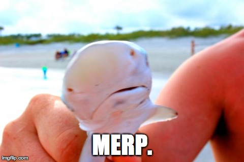 image tagged in shark,funny,animals | made w/ Imgflip meme maker