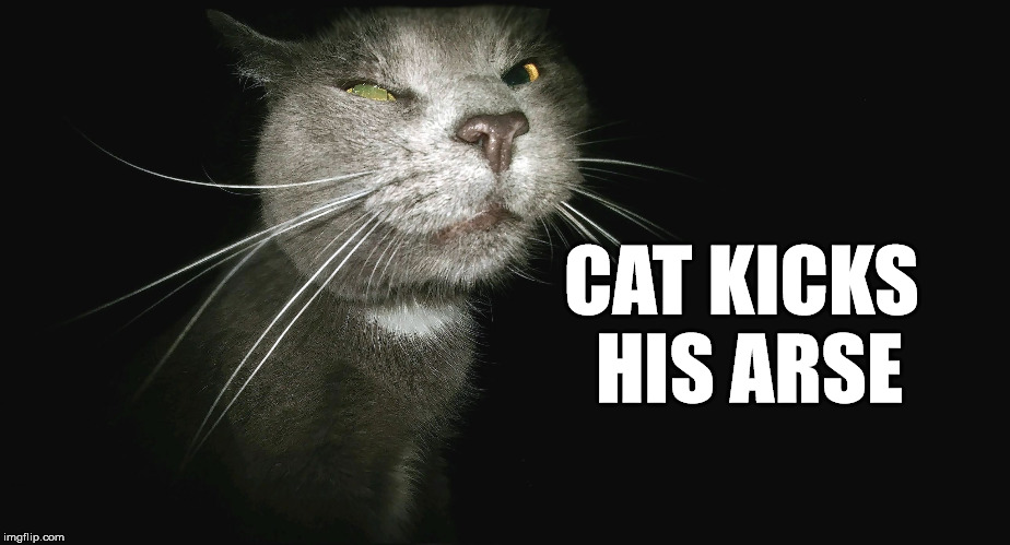 Stalker Cat | CAT KICKS HIS ARSE | image tagged in stalker cat | made w/ Imgflip meme maker
