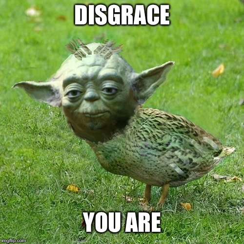 Yoda Duck | DISGRACE; YOU ARE | image tagged in yoda duck | made w/ Imgflip meme maker