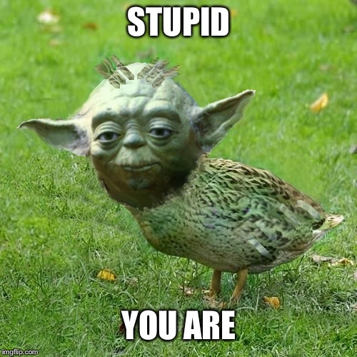 Yoda Duck | STUPID; YOU ARE | image tagged in yoda duck | made w/ Imgflip meme maker