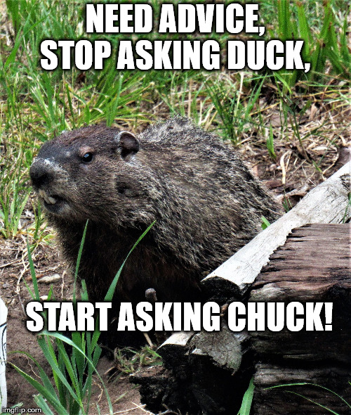 wouldchuck | NEED ADVICE, STOP ASKING DUCK, START ASKING CHUCK! | image tagged in wouldchuck | made w/ Imgflip meme maker